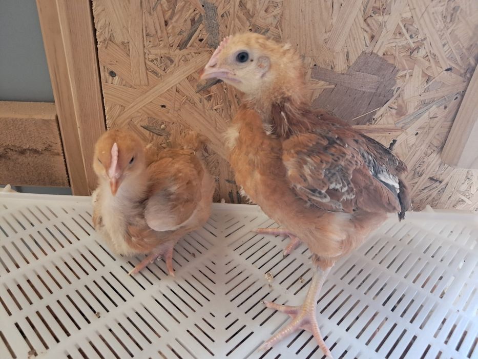 Brojlery Zagrodowe RedBro! Zapisy na sezon 2026 r. Dowóz do klienta !