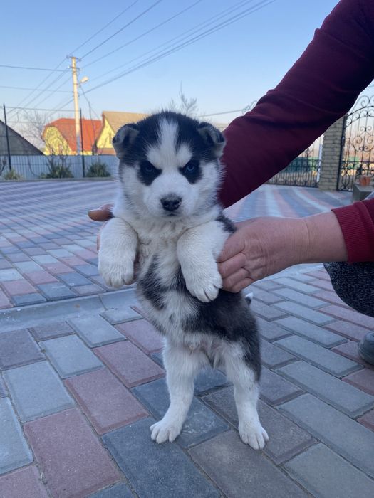 Хлопчик сибірської хаски