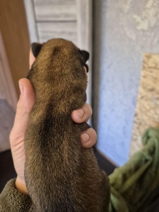 Бельгійська вівчарка малінуа