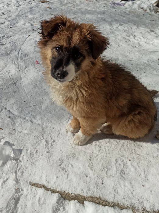 Прилаштовуємо безпритульне цуценя в хороші руки