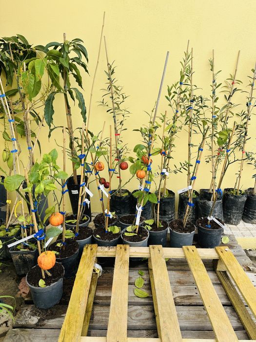 Raro Laranjeira Alcobal Arco-iris - Muito doce