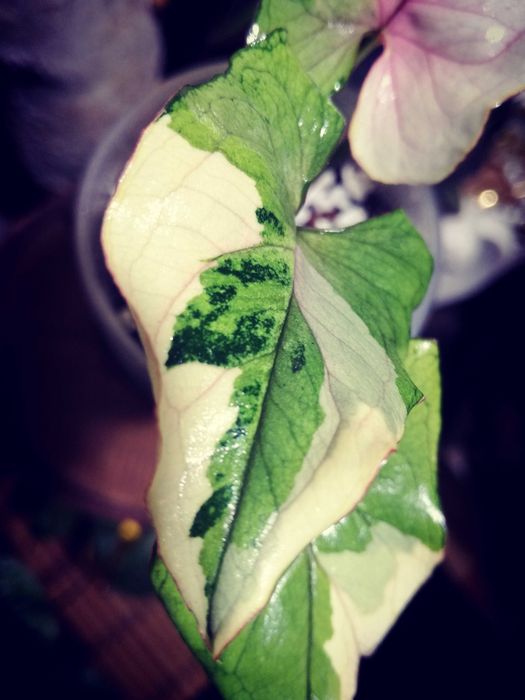 Syngonium WHITE PRINCESS Variegata pink WIELKA RZADKOŚĆ Unikat Monstera Philodendron