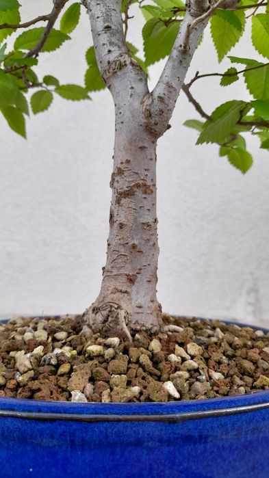 Bonsai Zelkova Serrata