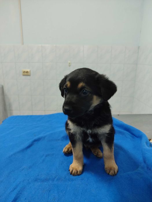 Цуценя дівчинка, 2-3 місяці і надійні руки