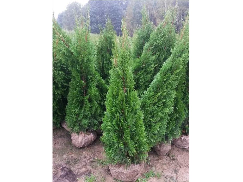 Thuja Smaragd 100,120,140,150 cm! Tuja Szmaragd! Sadzimy! Dowóz! Tuje!