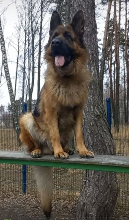 В'язка німецької вівчарки.