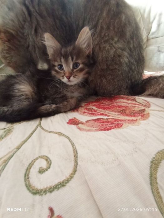 Котенята в добрі руки