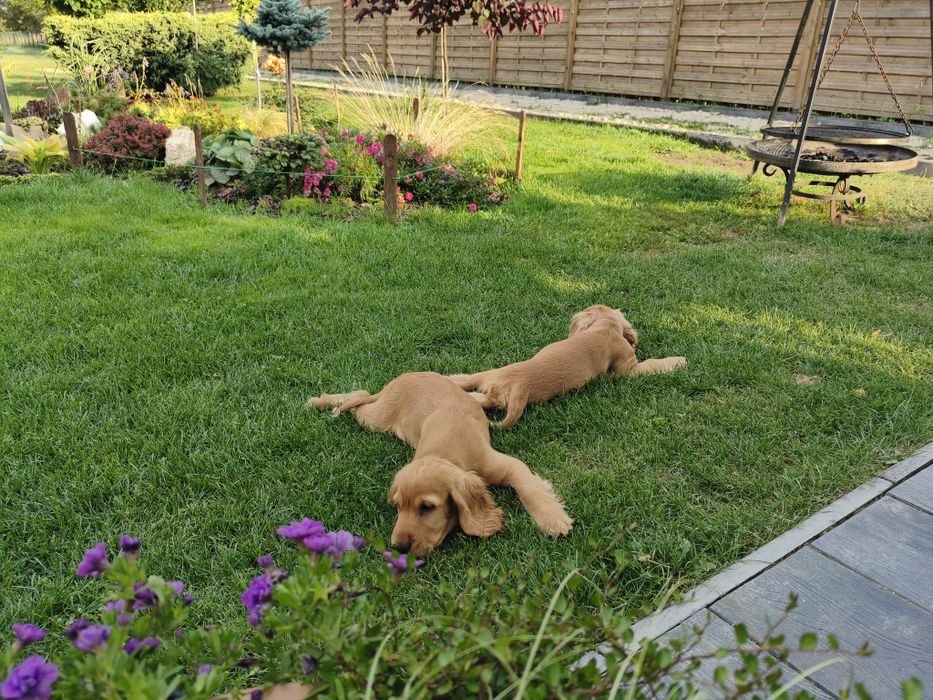 Cocker Spaniel Angielski