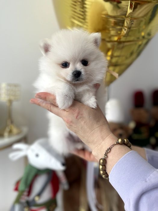 Ексклюзивні  Померанські шпіци з ідеальним характером