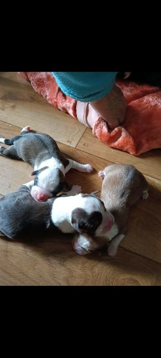 Pilne! Szczeniaki do wydania