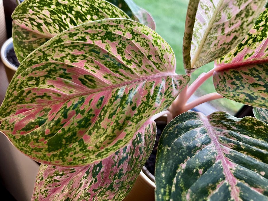 Aglaonema spotted pink