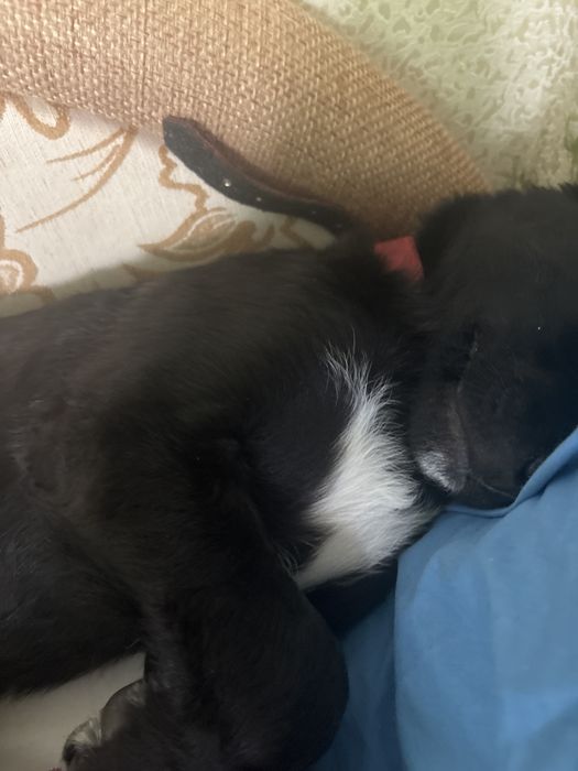 ВІДДАЮ собачку в добрі руки!!!