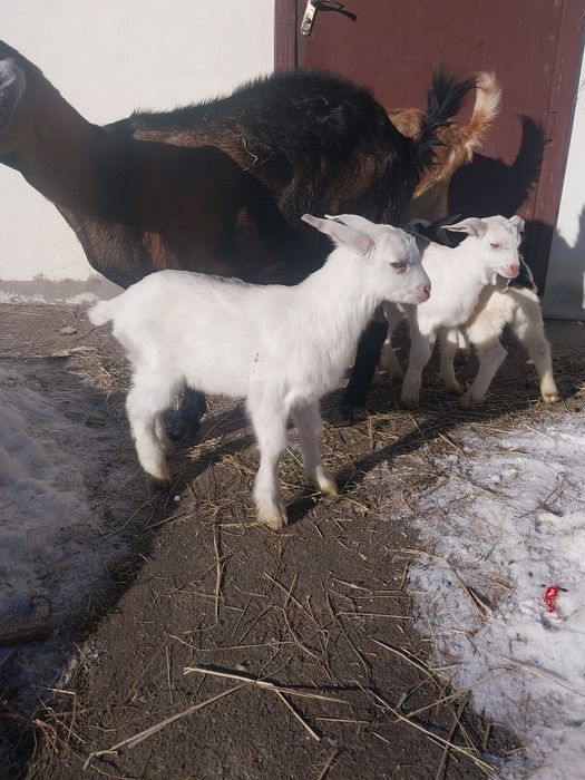 Козлята цьогорічні