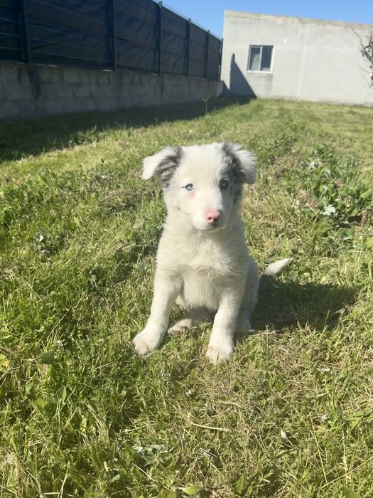 Border Collie Macho Merle super meigo de olhos azuis
