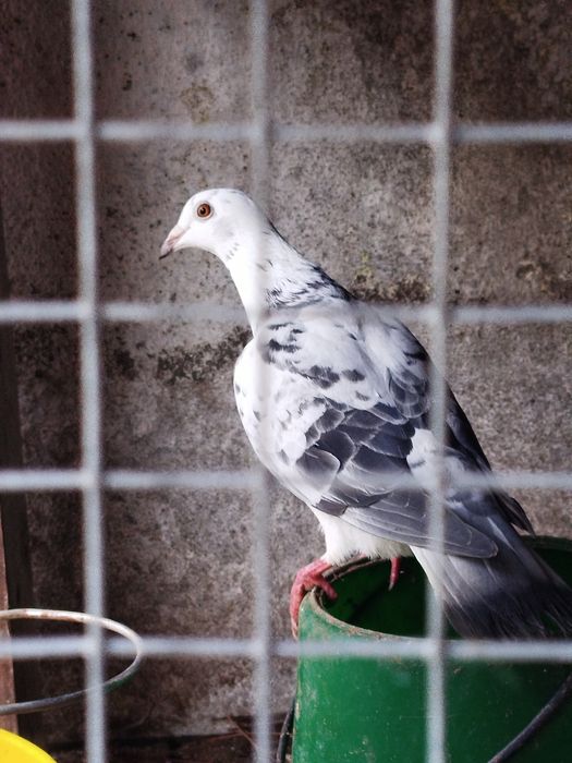 Pombos 10 euro casal