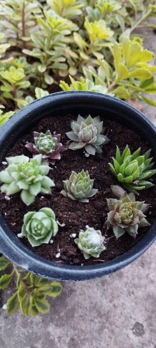 Продам кам'яні троянди