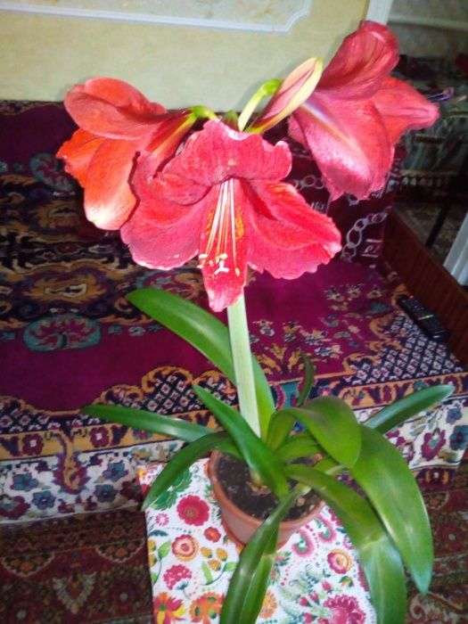 Лилия комнатная (гиппеаструм)