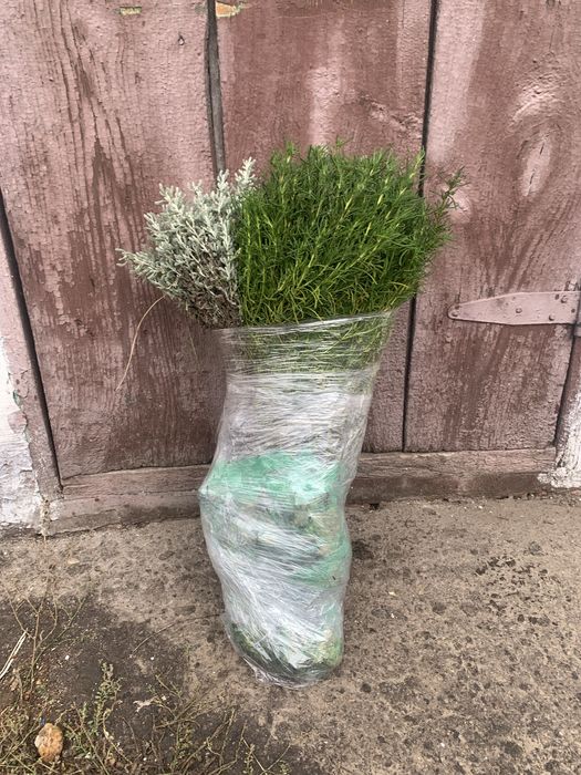 Сантоліна сиза і зелена