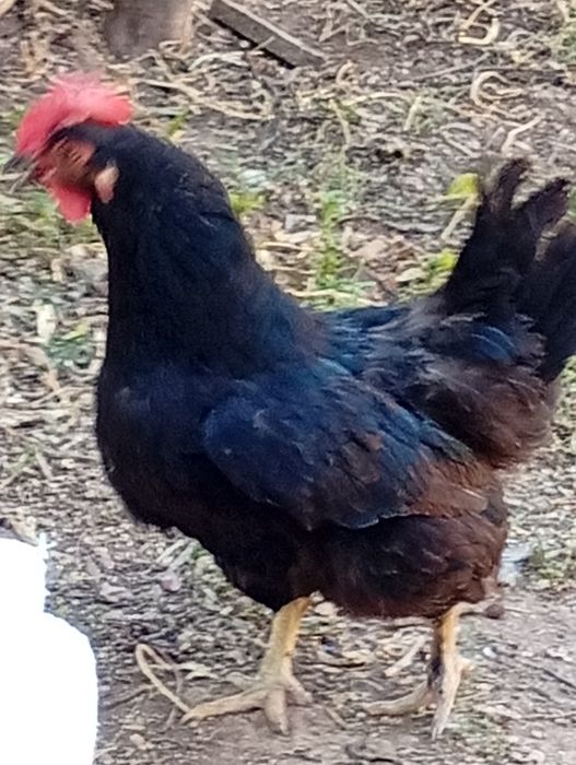 Galinhas e patos