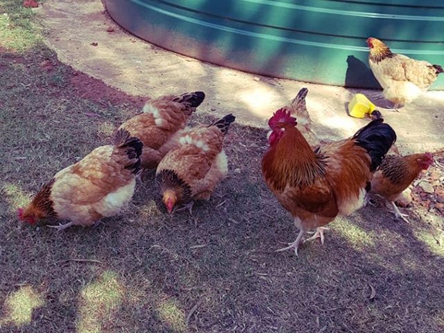 Інкубаційне яйце та курчата. Суссекс: срібло, золото, червоний.