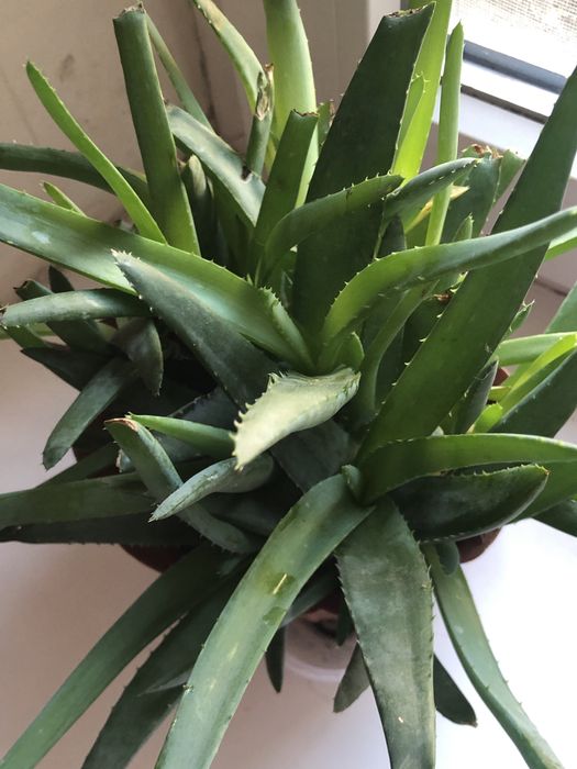 Продам алое………..