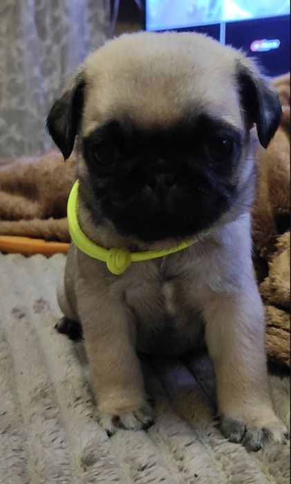 Щенок Мопс продам