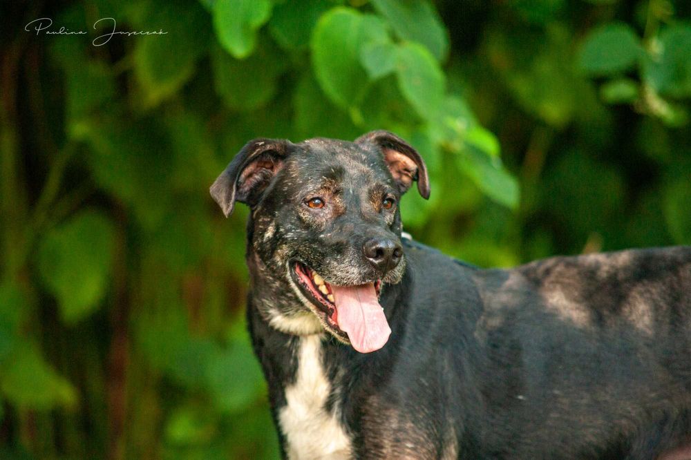 Biedny Lagos już dwa lata czeka na Ciebie, odezwij się!