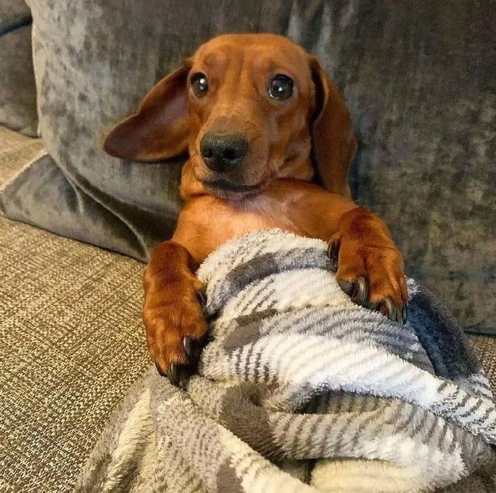 Карликові чистокровні цуцики такси