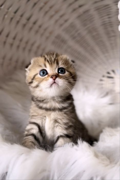 Чудо дівчинка шотландка