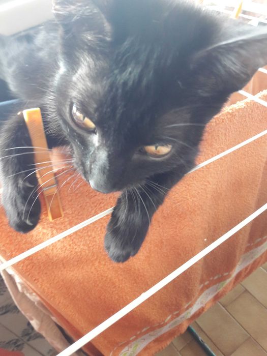 Gatinho e gatinh pretos - zona de Coimbra
