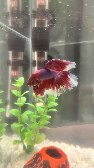 Рибка півник акваріум фільтр корм для рибки обігрівач