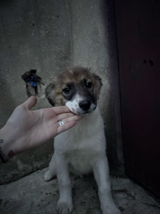 Отдам в хорошие и добрые руки