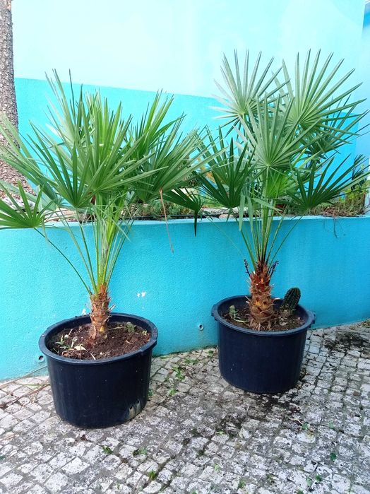 Palmeiras washingtonia robusta e sementes e de leque da europa