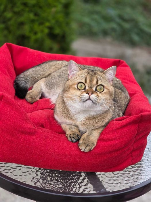 Скотіш Страйт у родину