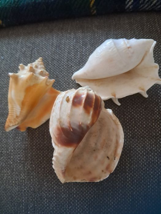 3 muszle, oryginalne