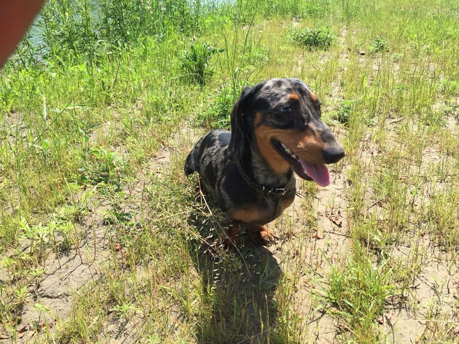 Такса мини. Вязка.