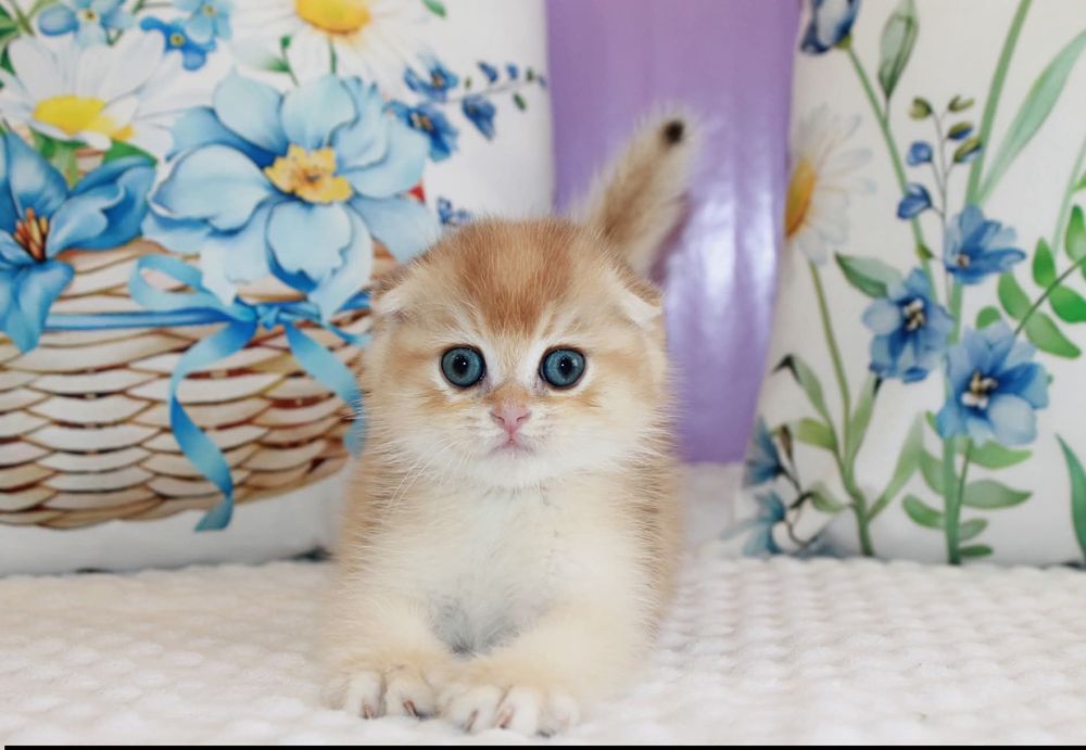 Мальчишка Scottish Fold