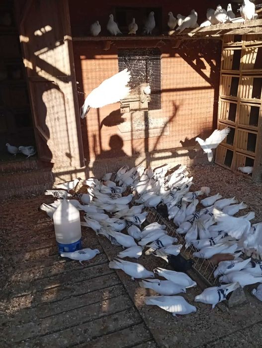 Gołębie do ganiania