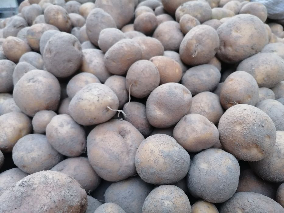 Ziemniaki jadalne Vinieta