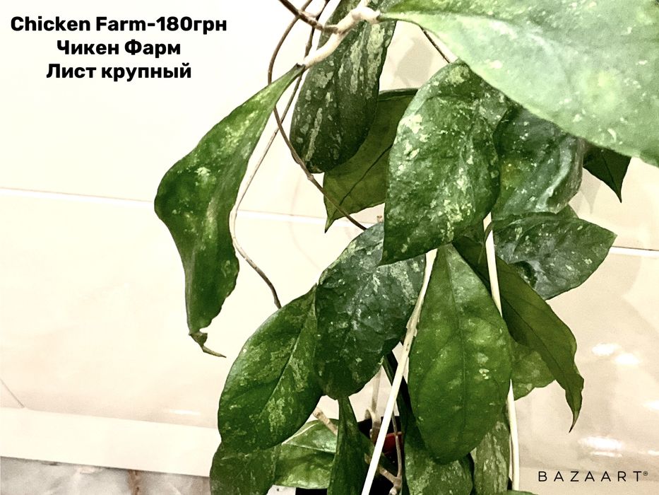 Хойя сорта срез