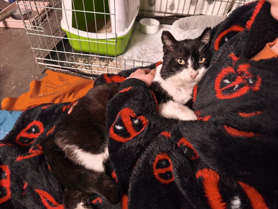 Gato adulto precisa de uma família ou FAT URGENTE