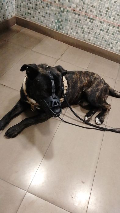 Zeus para adoção responsável