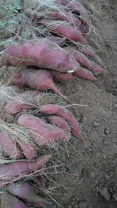 Batata doce lugar da estrada