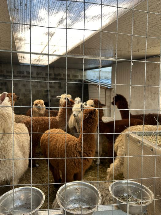 Alpacas De varias cores