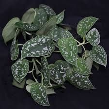 Сциндапсус,  епіпремнум (різні види)