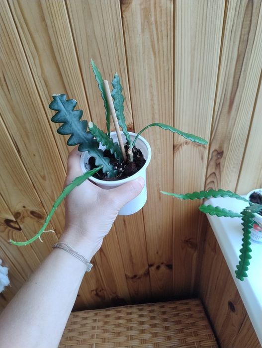 Епіфілум ангулігер "риб'яча кістка"