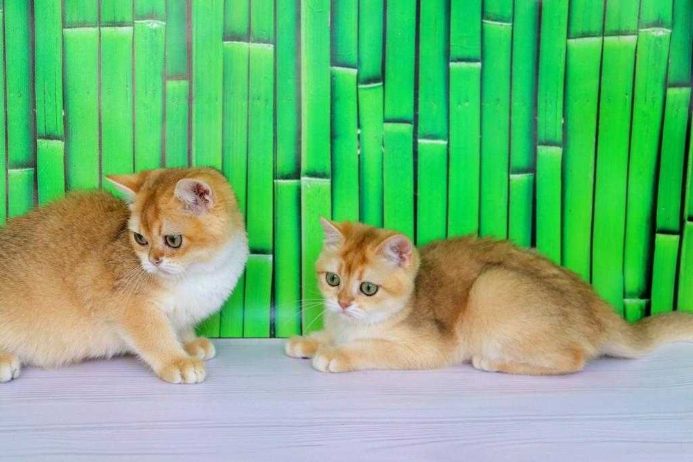 Интересный британский котёночек в золотой плюшевой шубке