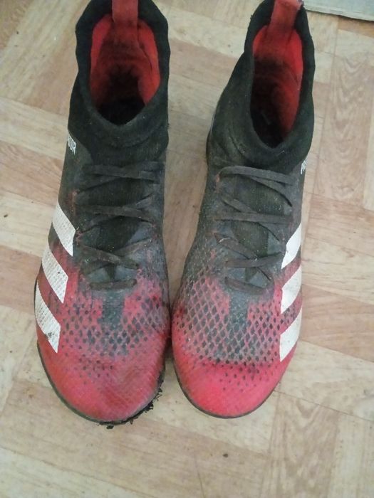 Сороконіжки предатор