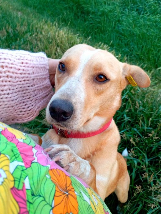 Собачка Лілі шукає дім