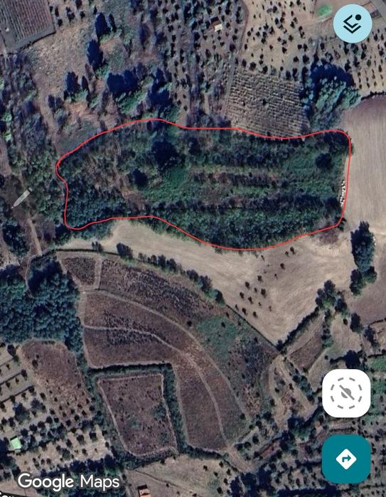 Terreno rústico com pinheiros Zona natural e tranquila